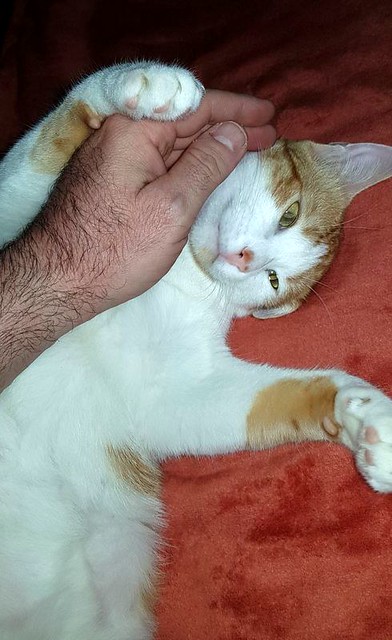 Víctor, gatito blanco y naranja muy dulce esterilizado, nacido en Agosto´16, en adopción. Valencia. ADOPTADO. 36847477954_034b2b8a3b_z
