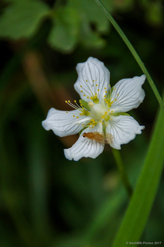 Flor de hepática blanca