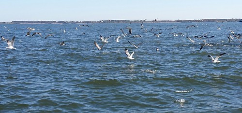 A sky thick with gulls and surface water erupting with fish