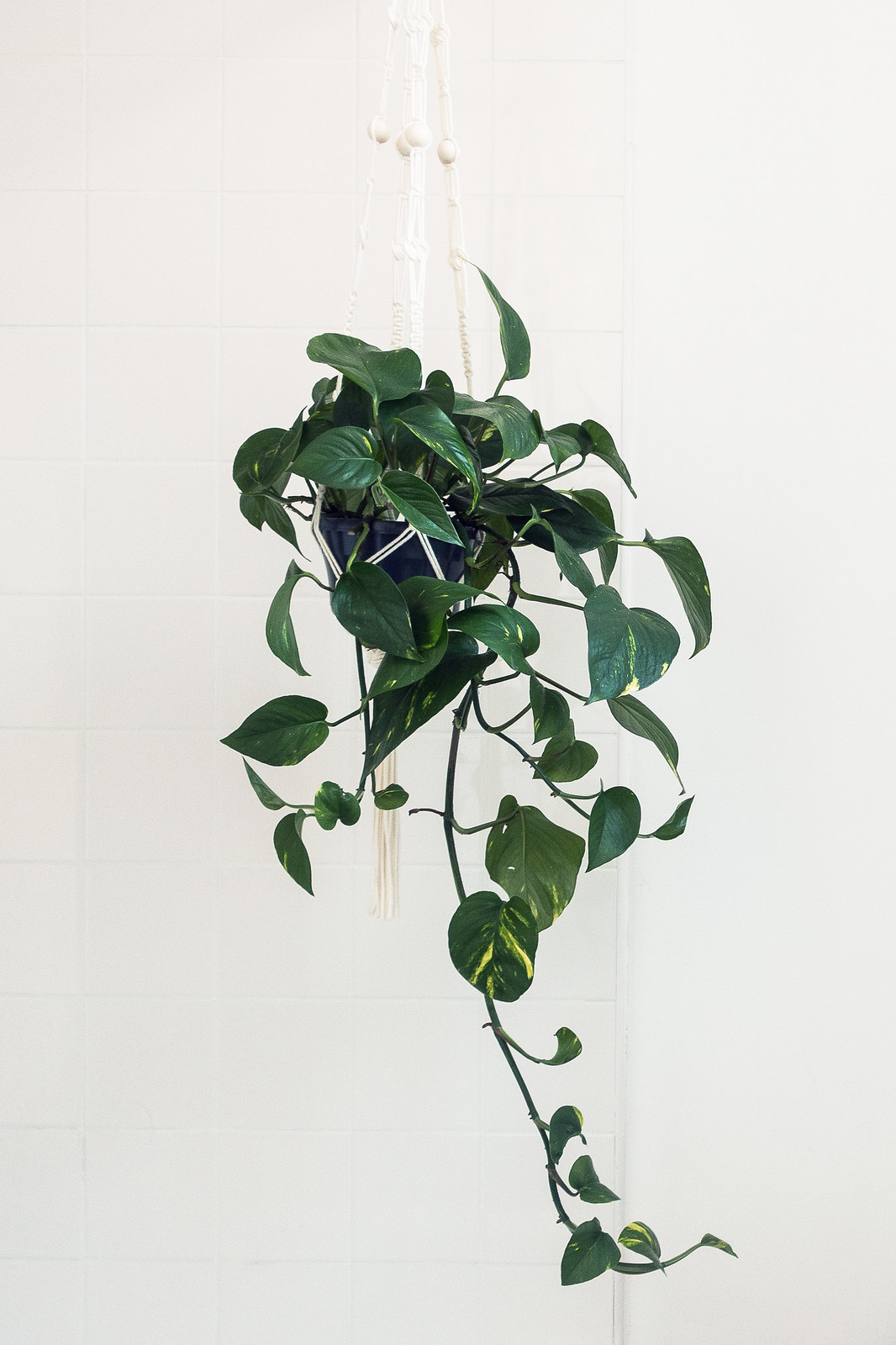Shower Plants: 5 Plants That Thrive In Your Bathroom