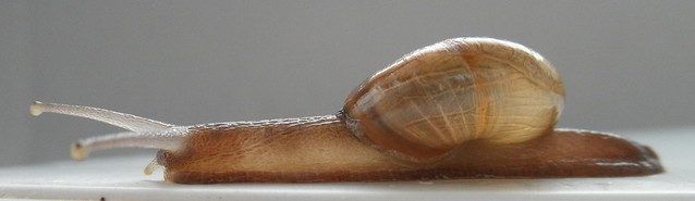 Macrochlamys amboinensis