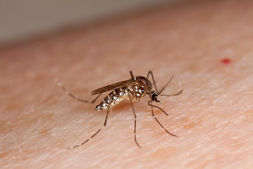 The yellow fever mosquito