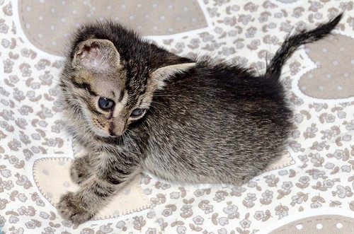 Wally, gatito pardo buenísimo y dulce, nacido en Agosto´17, en adopción. Valencia. ADOPTADO. 23657691178_b88435b725
