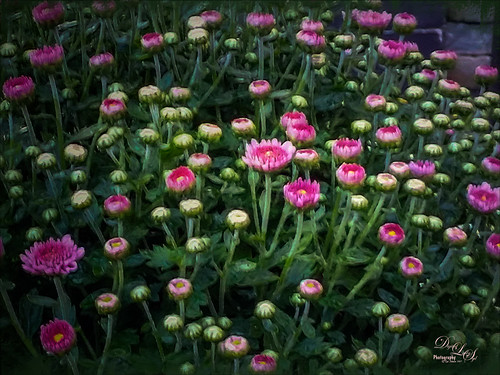 Image of a bunch of small pink flowers