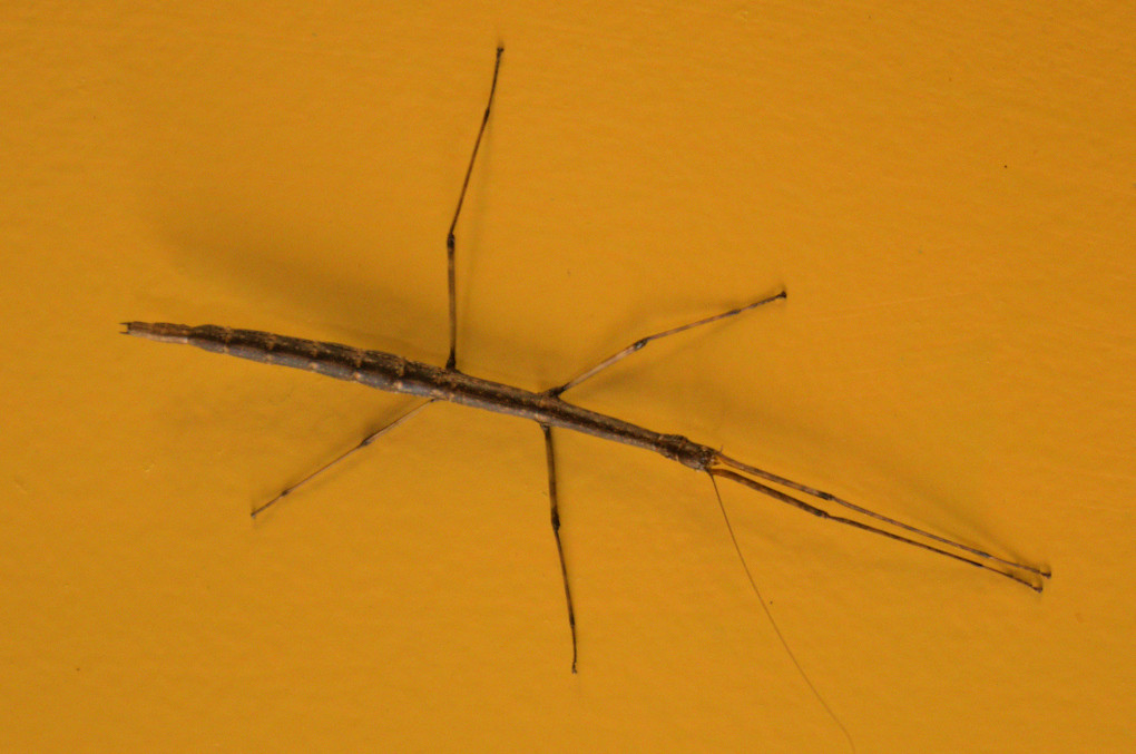Walkingstick, also commonly called the stickbug, specter, stick insect, prairie alligator, devil's horse, witch's horse, devil's darning needle, thick-thighed walking-stick, or northern walkingstick, depending on locality.