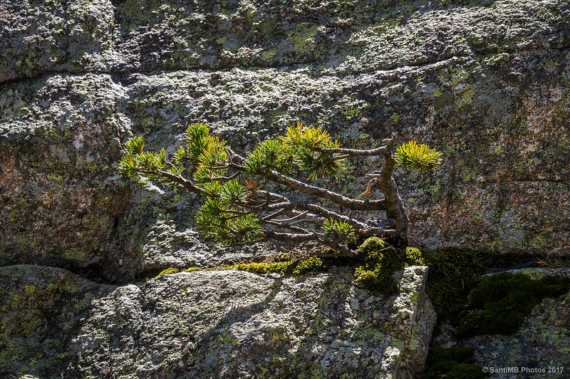 Un bonsai natural en el mirador del Sant Esperit