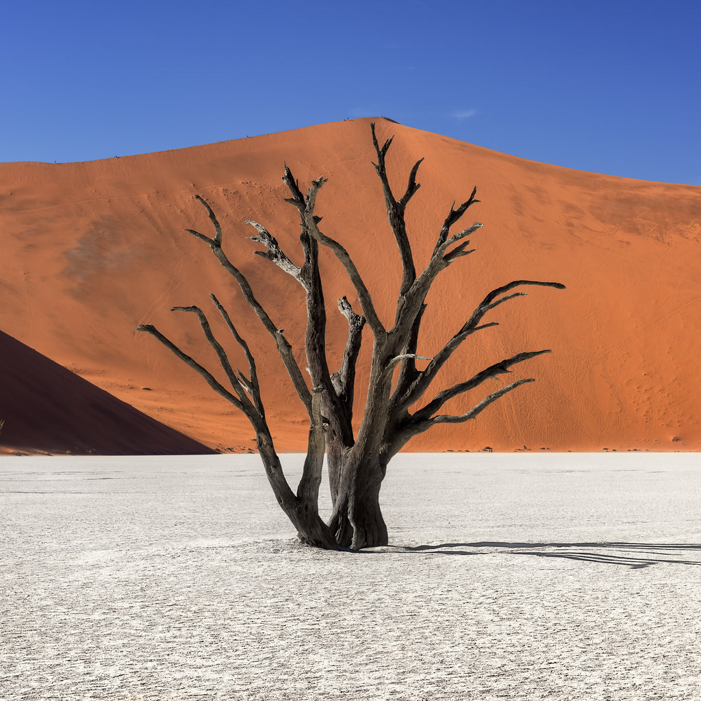 Sand Dunes and Acacia Tree, Namib Desert, Namibia скачать