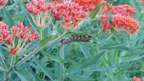 A monarch caterpillar on milkweed