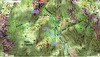 Carte IGN de la Figa Bona et du Carciara avec les chemins de Paliri et du Carciara en cours de restauration