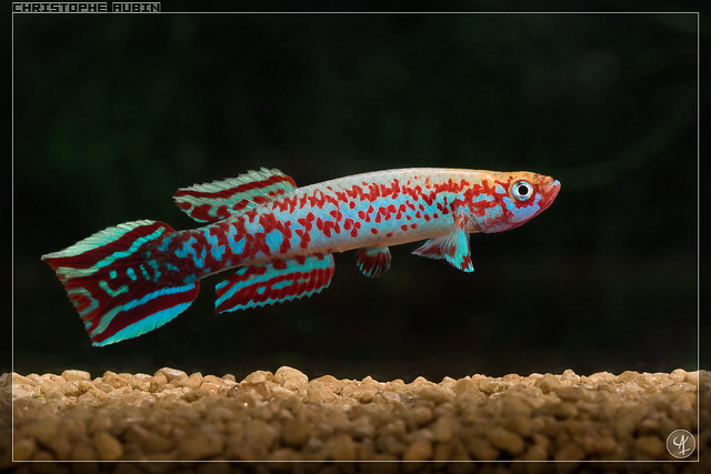 Афиосемион Гери, ролоффия Жери (Scriptaphyosemion geryi), фото фотография аквариумные рыбки