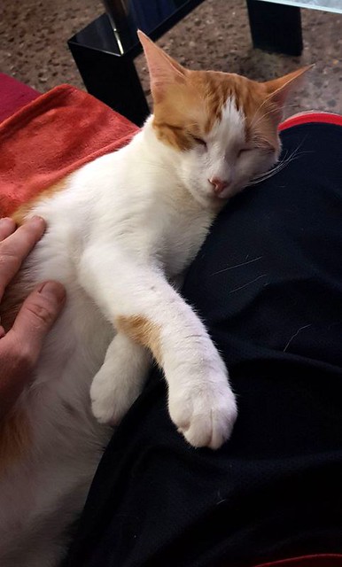 Víctor, gatito blanco y naranja muy dulce esterilizado, nacido en Agosto´16, en adopción. Valencia. ADOPTADO. 36847479554_2a42b50836_z