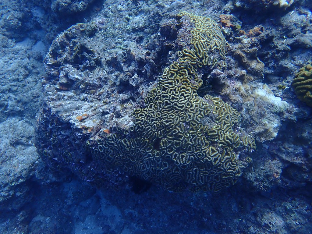 疑似遭受莫蘭蒂侵襲影響的珊瑚。黃靖雲攝。