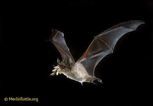 A Mexican free-tailed bat