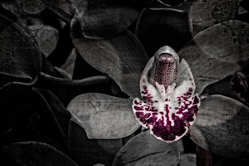 Orchidelirium: Offering