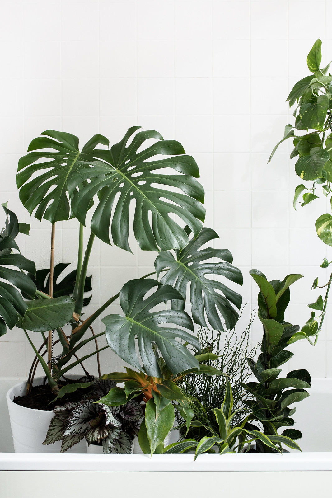 Taking Care Of Houseplants When On Vacation
