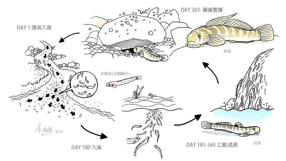 5_日本瓢鰭鰕虎（日本禿頭鯊）串連海洋和溪流間的生活史。（繪圖：李政霖）