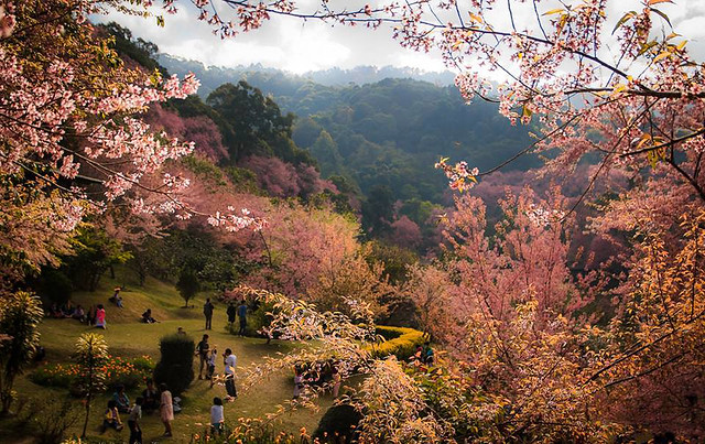 15 Facts About Chiang Mai - Cherry Blossom