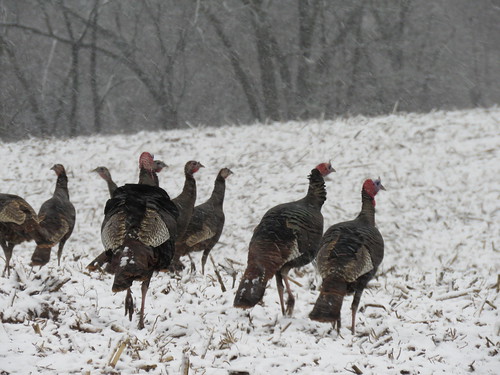 Photo of wild turkeys in winter by Isaac Bonneville