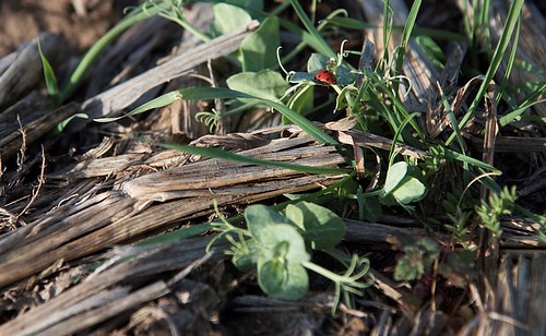 Cover crops