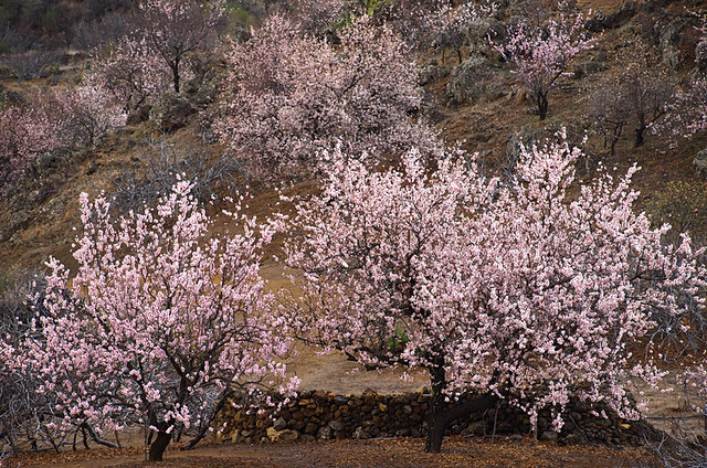 Almond blossom, Valle de Santiago, Tenerife