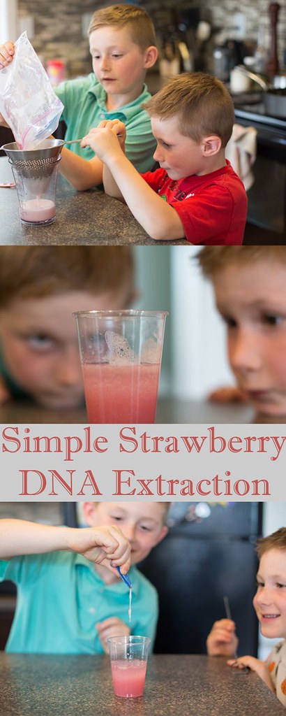 DNA extraction of a strawberry