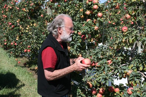 Man picking apples
