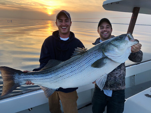 Photo of two men holding a 51 inch striped bass