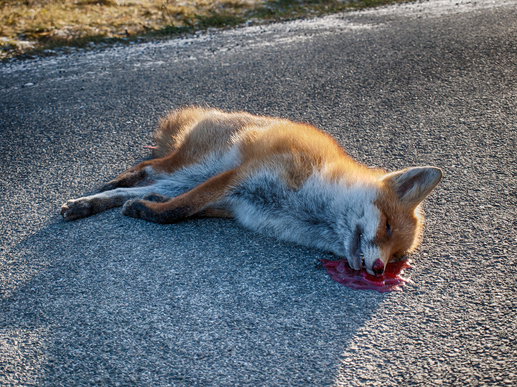 Dead Fox Dead Fox Hit By A Car Olympus Digital Flickr.