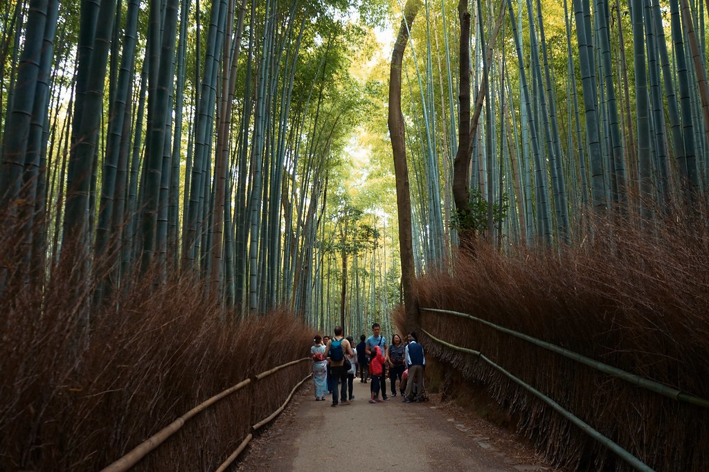 Rừng trúc ở Arashiyama, Kyoto Nhật Bản