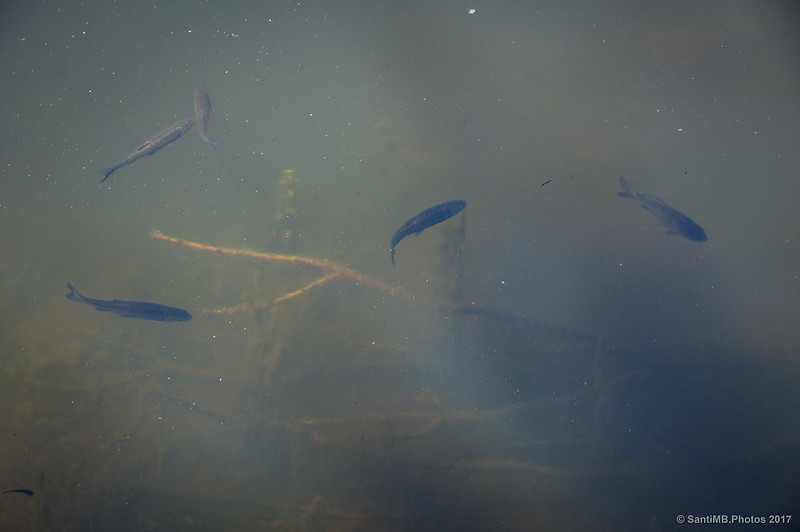 Peces en el pantano de Santa Fe de Montseny