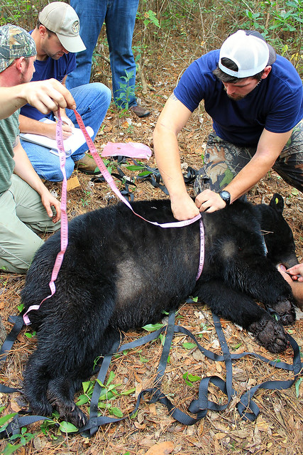 Auburn University researchers record data from a tranquilized black bear