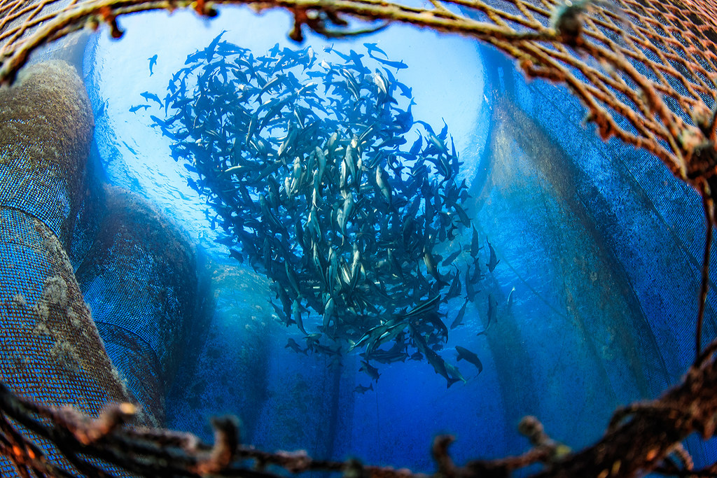 你知道小琉球也有箱網養殖海鱺嗎？（照片提供／李衍毅）