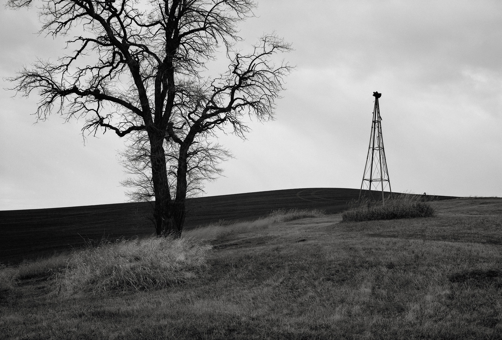 Tree with Broken Windmill, Eastern Washington | by austin granger