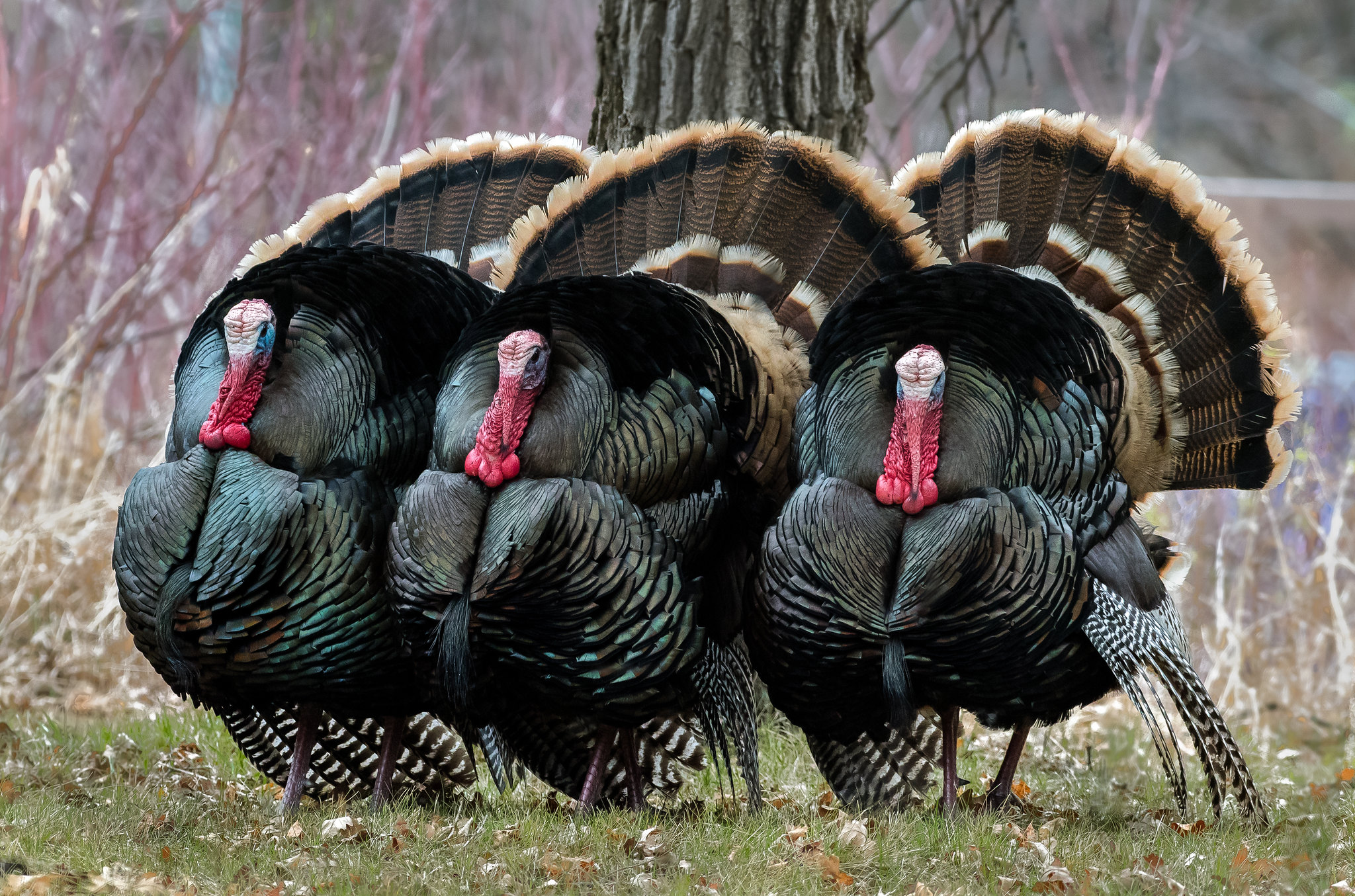 PsBattle: 3 Wild Turkeys In South Dakota, USA : r/photoshopbattles