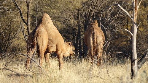 Uluru, Kata Tjuta, Kings Canyon - Australia en busca del Canguro perdido (10)