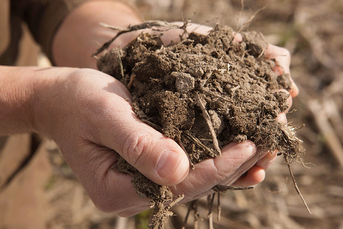 A person holding soil in hands