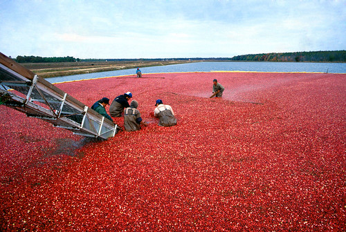 People working with cranberries