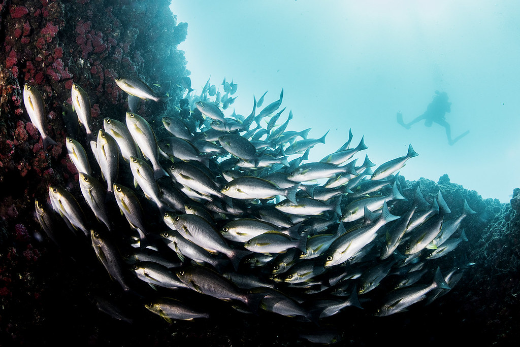 滿滿的魚群讓人看見東西吉廊道豐富的海洋生態。（照片提供／Marco Chang）