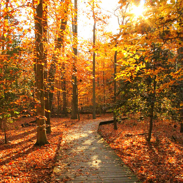 Fall leaves adorn the Bayview Trail at Mason Neck State Park, Va