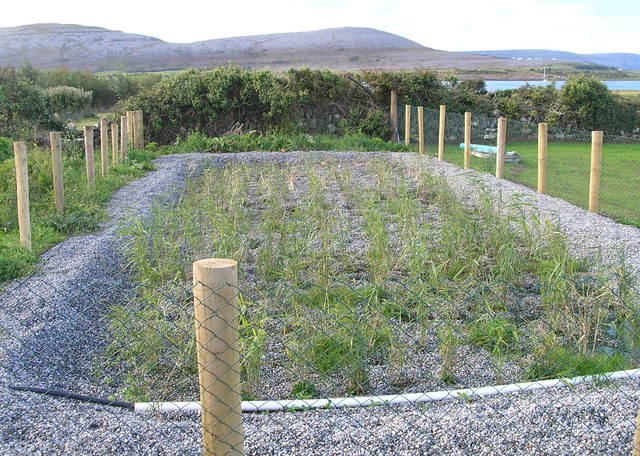 Newly planted reed bed in the Burren, Co. Clare.