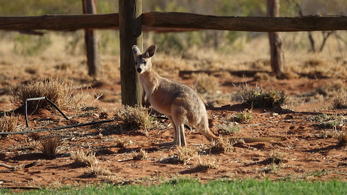 Kings Canyon, Alice Springs - Australia en busca del Canguro perdido (8)