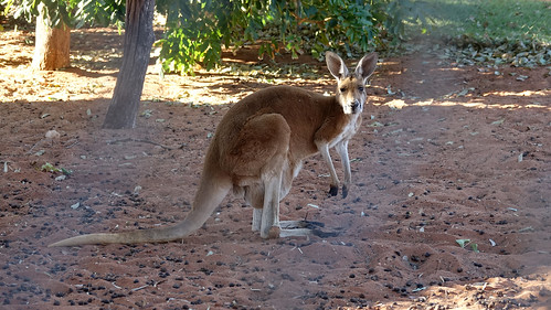 Kings Canyon, Alice Springs - Australia en busca del Canguro perdido (7)