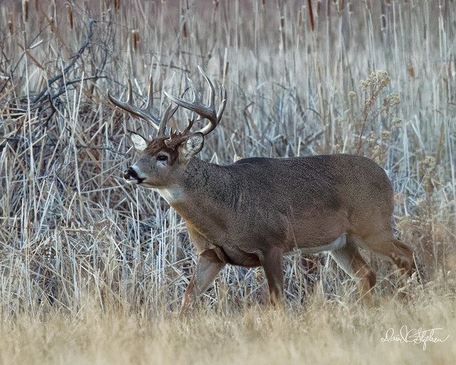 Whitetail, Mule Deer, and Blacktail Bucks | Flickr
