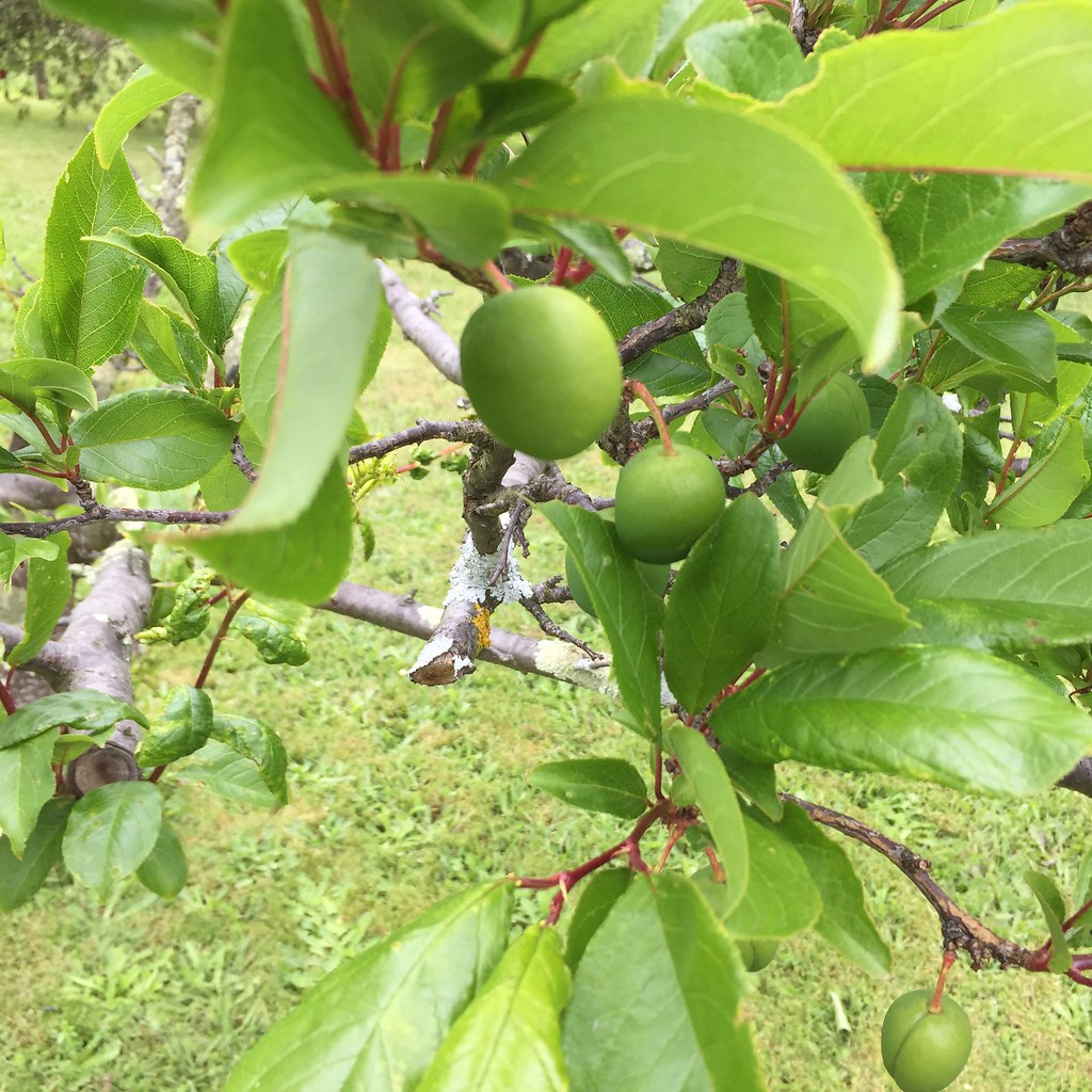 green baby plums on the tree