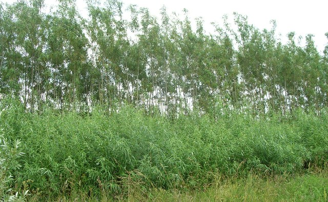 Danish Zero Discharge Willow Facility. Note the difference in willow height: in this June photo, the foreground had been coppiced to ground level the previous February, whereas the background was in its third year of growth, due for coppicing the next February.