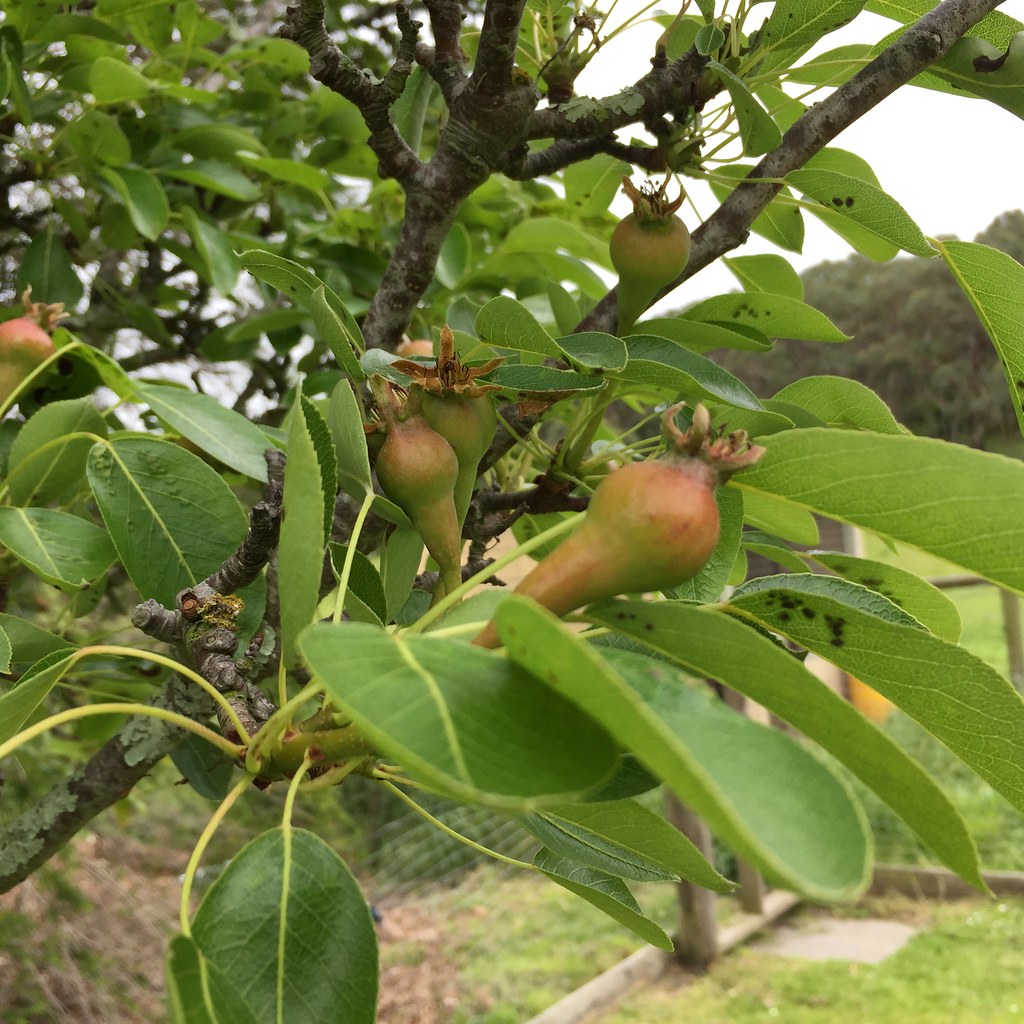 baby pears on the tree
