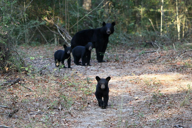 A female bear with three cubs