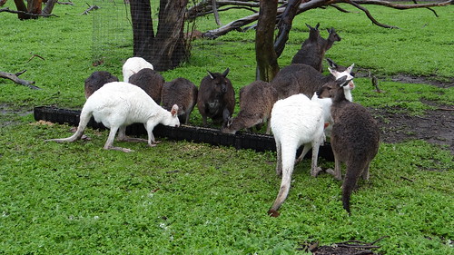 Kangaroo Island - Australia en busca del Canguro perdido (11)