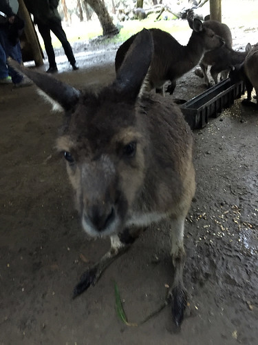 Kangaroo Island - Australia en busca del Canguro perdido (14)