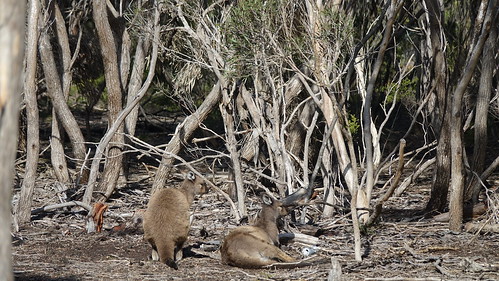 Kangaroo Island - Australia en busca del Canguro perdido (6)